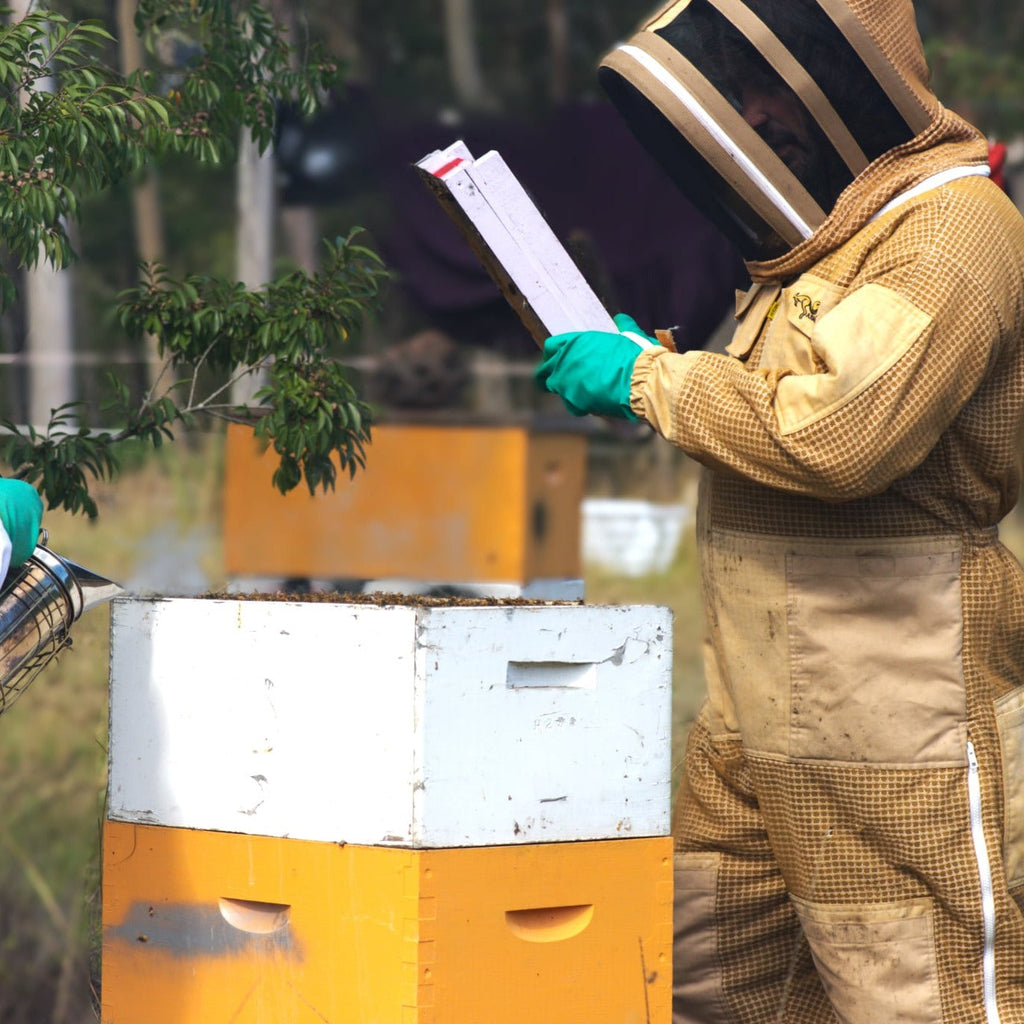 Bee Colonies