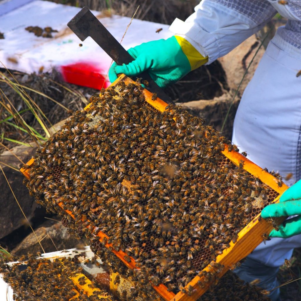 Bee Colonies