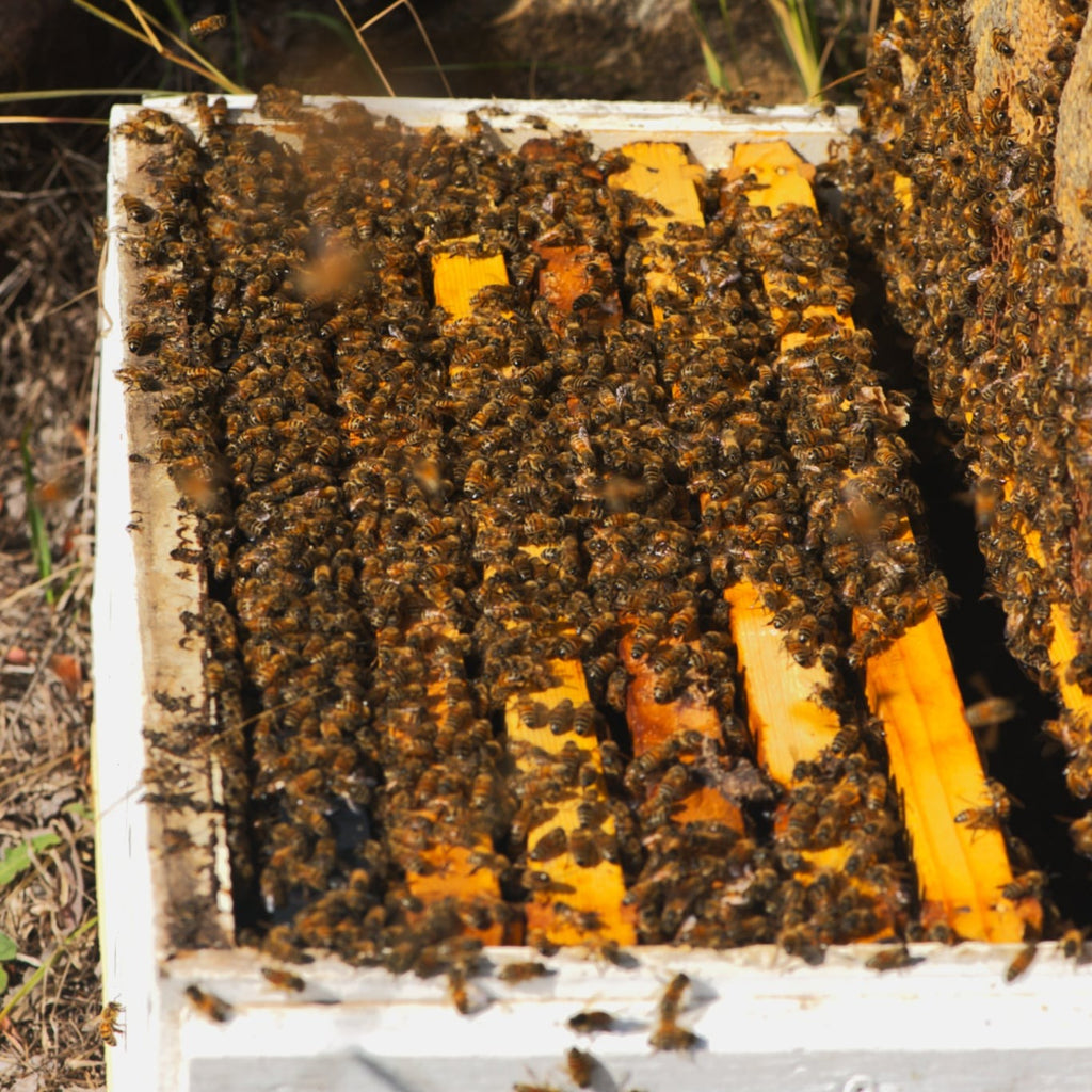 Bee Colonies