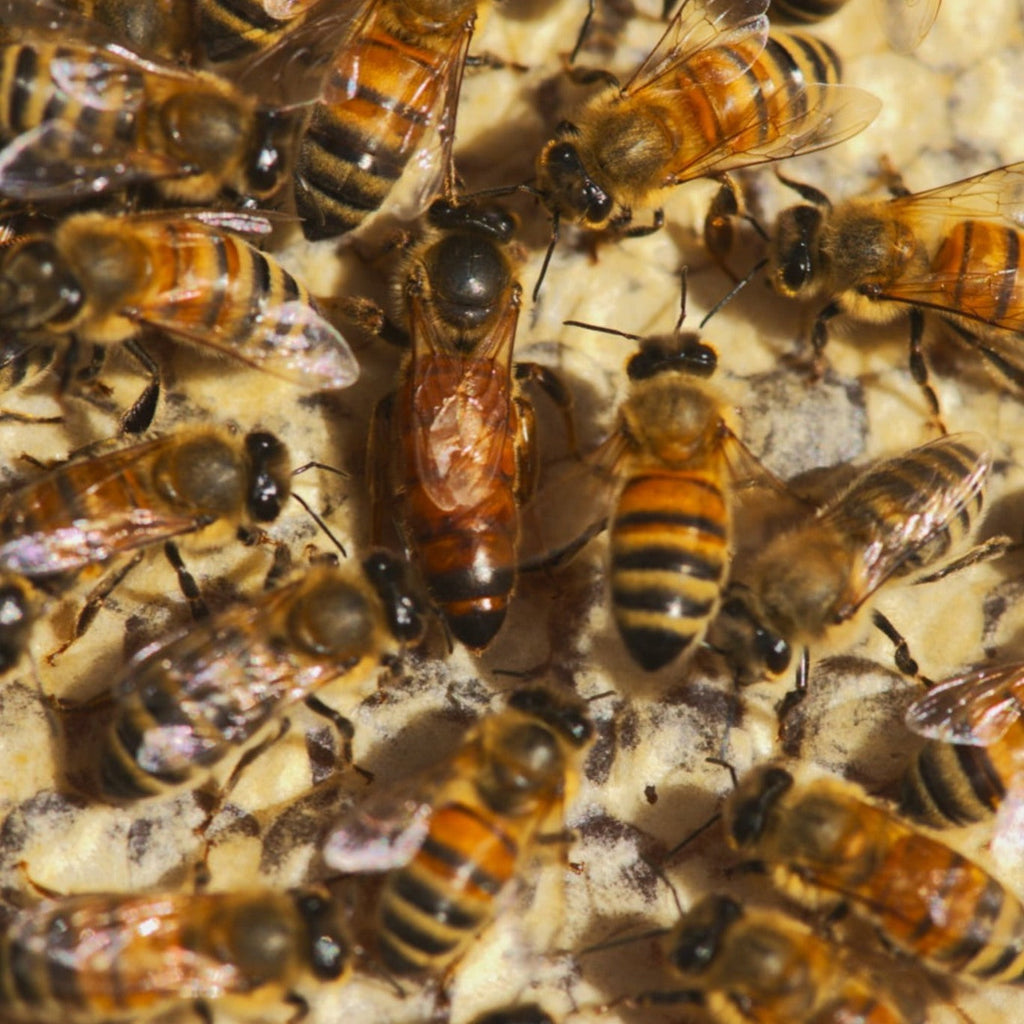 Bee Colonies