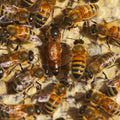 Bee Colonies